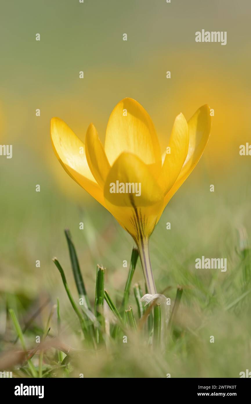 Crocus doré ou crocus jaune néerlandais (Crocus flavus), Rhénanie du Nord-Westphalie, Allemagne Banque D'Images