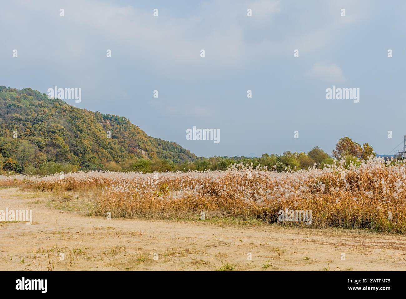 Vaste champ d'herbe de pampa avec des montagnes lointaines, à Daejeon, Corée du Sud Banque D'Images