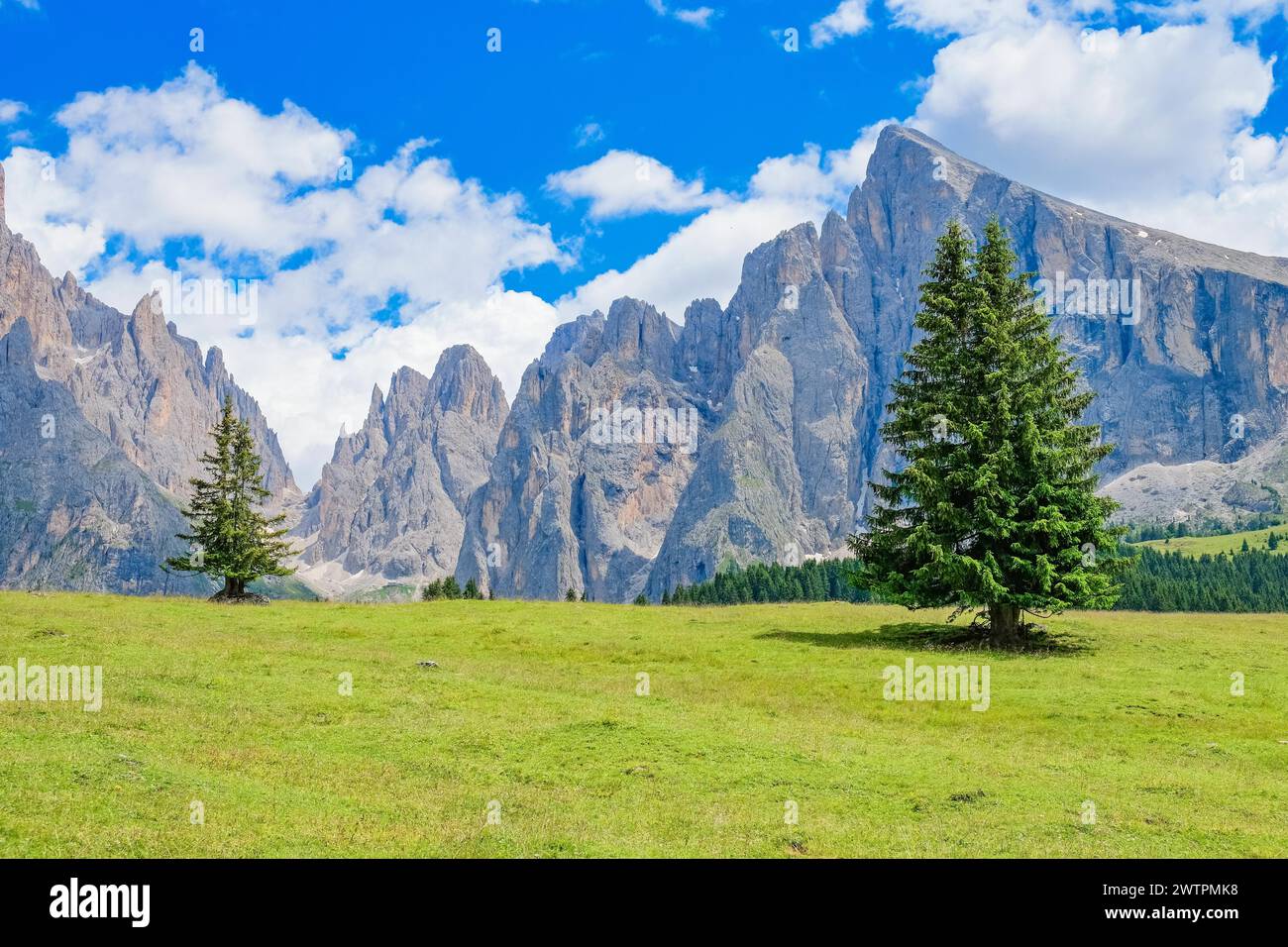 Épicéa sur un pré alpin près des montagnes du groupe Langkofel dans les Dolomites, Ortisei, Val gardena, Italie, Europe Banque D'Images