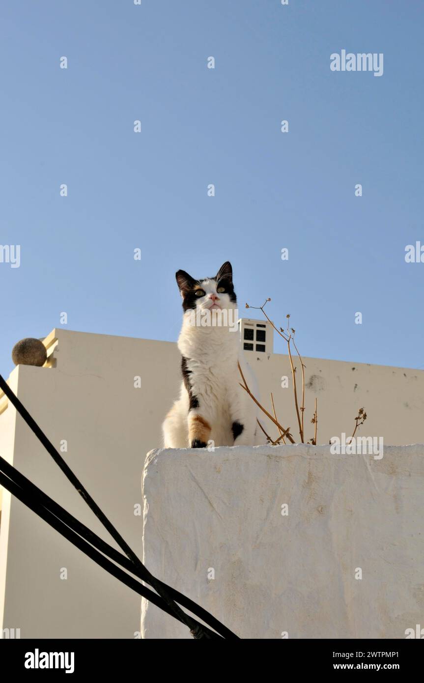 Chat grec, felis catus, Grèce, Europe Banque D'Images