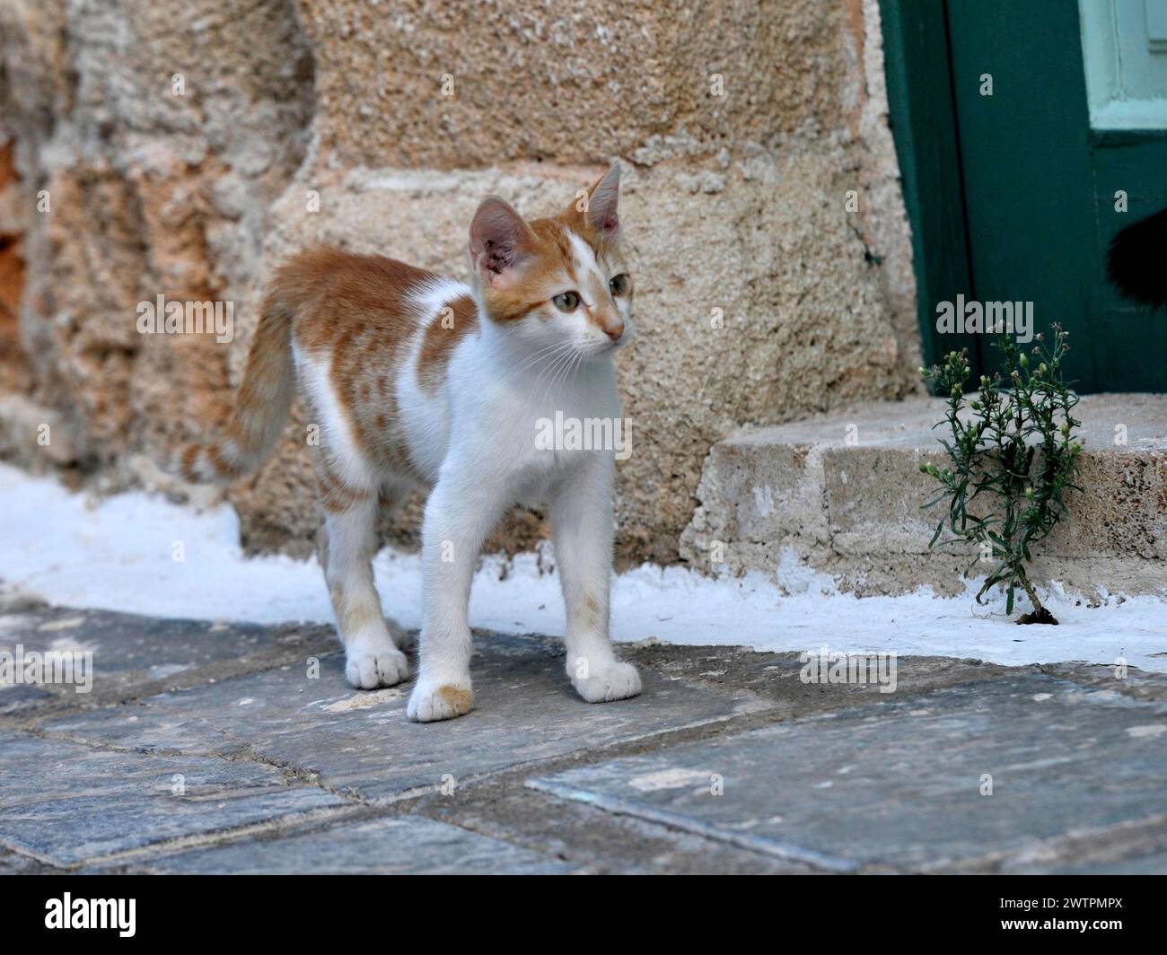 Chat grec, felis catus, Grèce, Europe Banque D'Images
