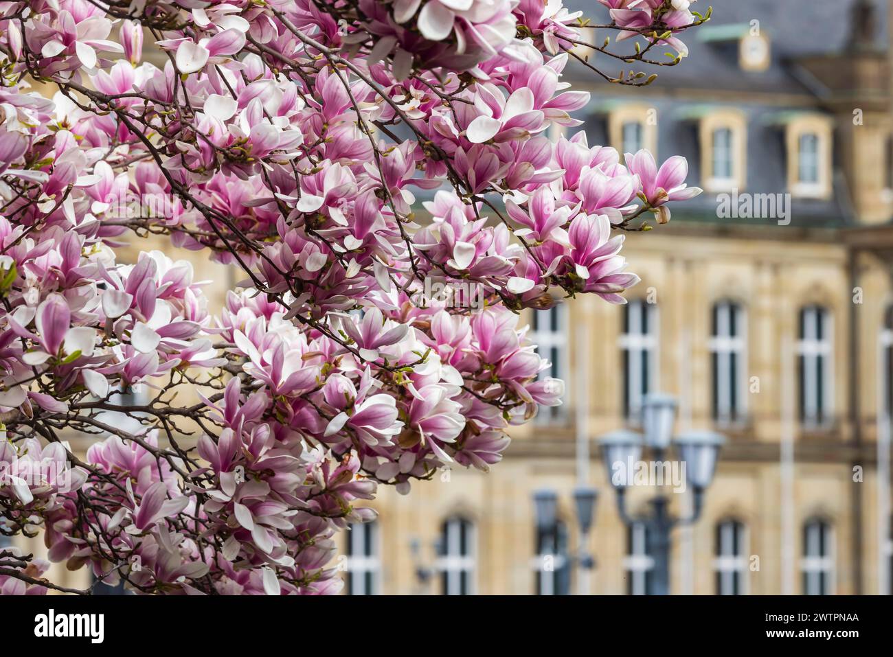 Magnolia Blossom, magnolias en fleurs (Magnolia) devant le Nouveau Palais, Stuttgart, Bade-Wuerttemberg, Allemagne Banque D'Images