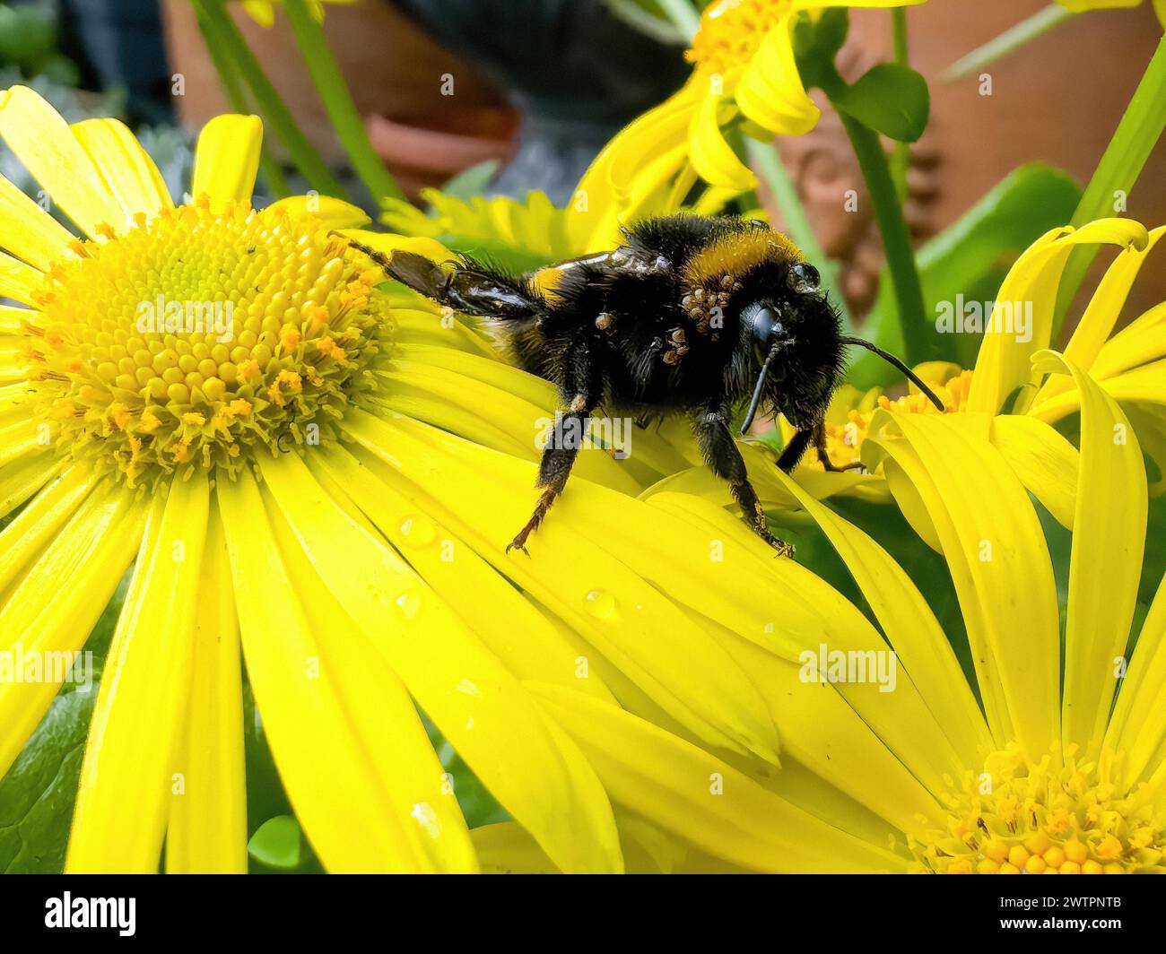 Le grand bourdon de terre (Bombus terrestris) fourrage pour le pollen de nectar sur la Marguerite jaune (Coleostephus myconis) a des acariens de bourdon (Parasi Banque D'Images