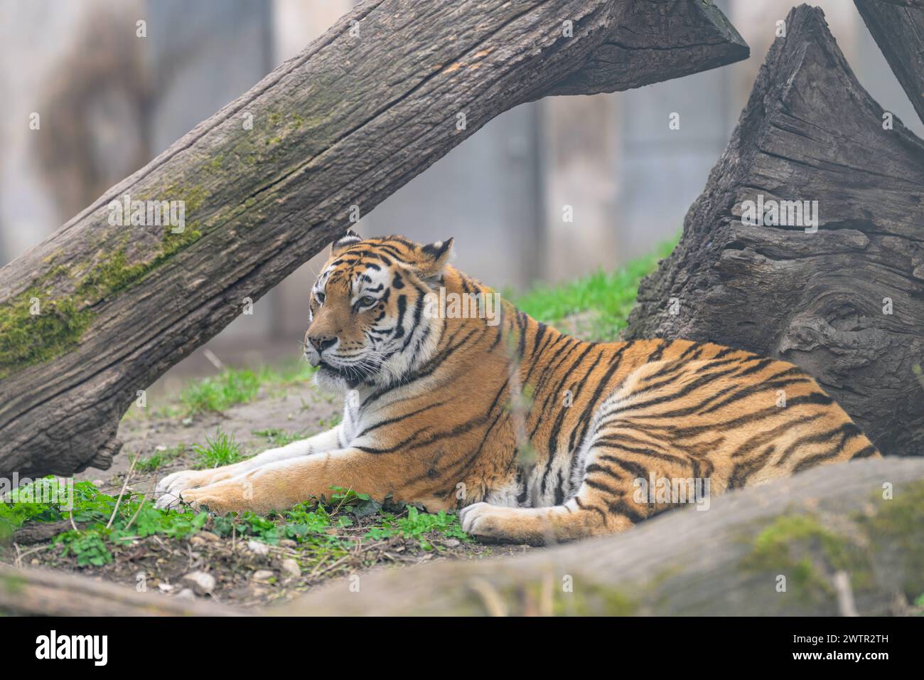 Un tigre couché sous un arbre dans un zoo, jour nuageux en hiver Autriche Banque D'Images