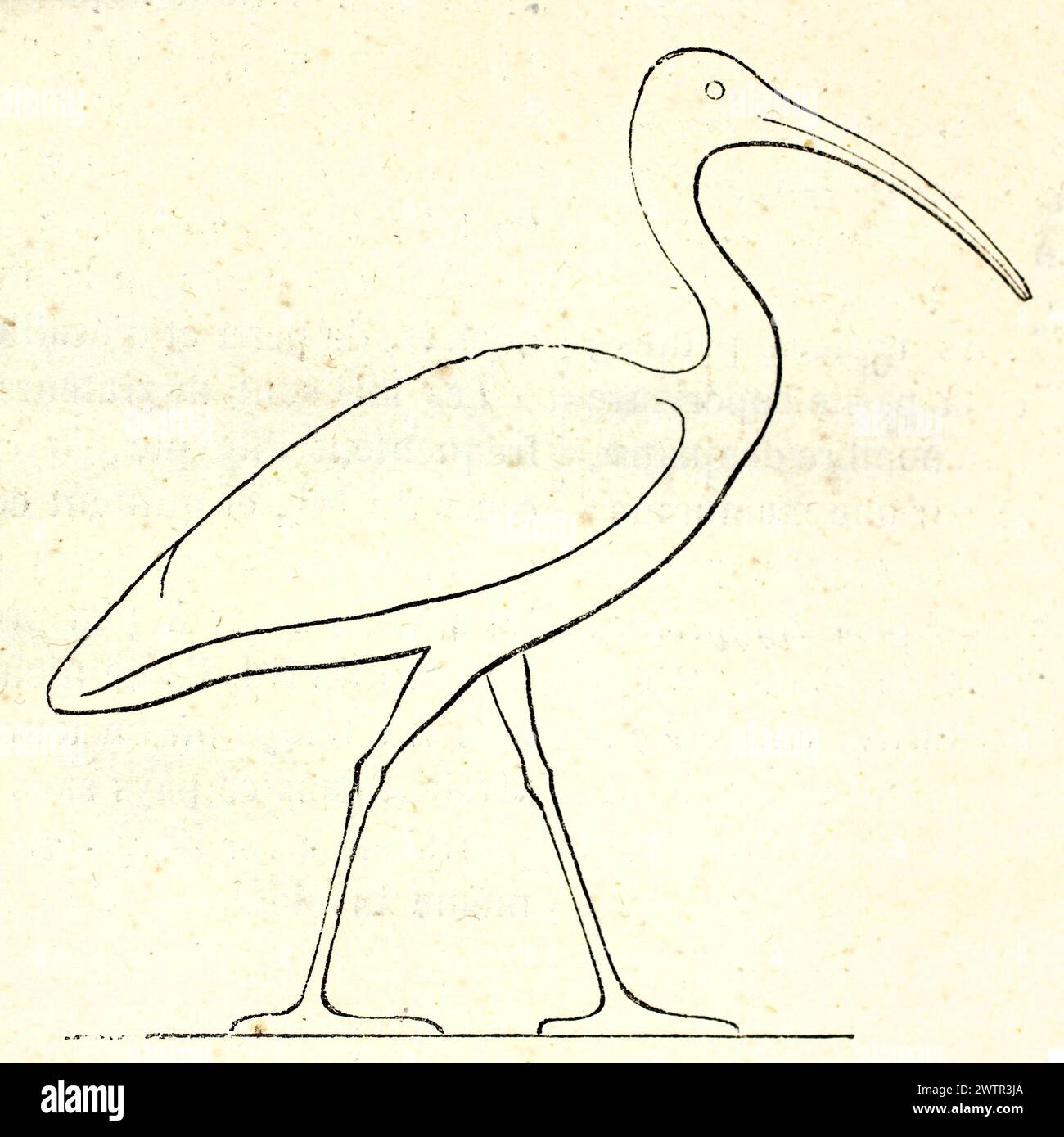 African Sacred Ibis contour (reproduction gravée d'une sculpture égyptienne antique). Par auteur inconnu, publié sur magasin pittoresque, Paris, 1852 Banque D'Images