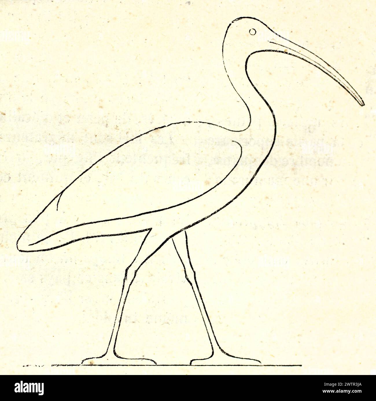 Contour stylisé de l'African Sacred Ibis, gravé d'après une sculpture égyptienne antique. Par auteur inconnu, publié dans magasin pittoresque, 1852. Banque D'Images