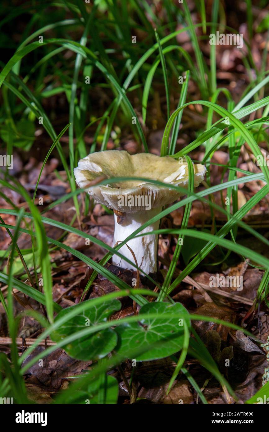 Un champignon Russula virescens est un champignon basidiomycète du genre Russula, et est communément connu sous le nom de russula craquant vert, le vert matelassé Banque D'Images