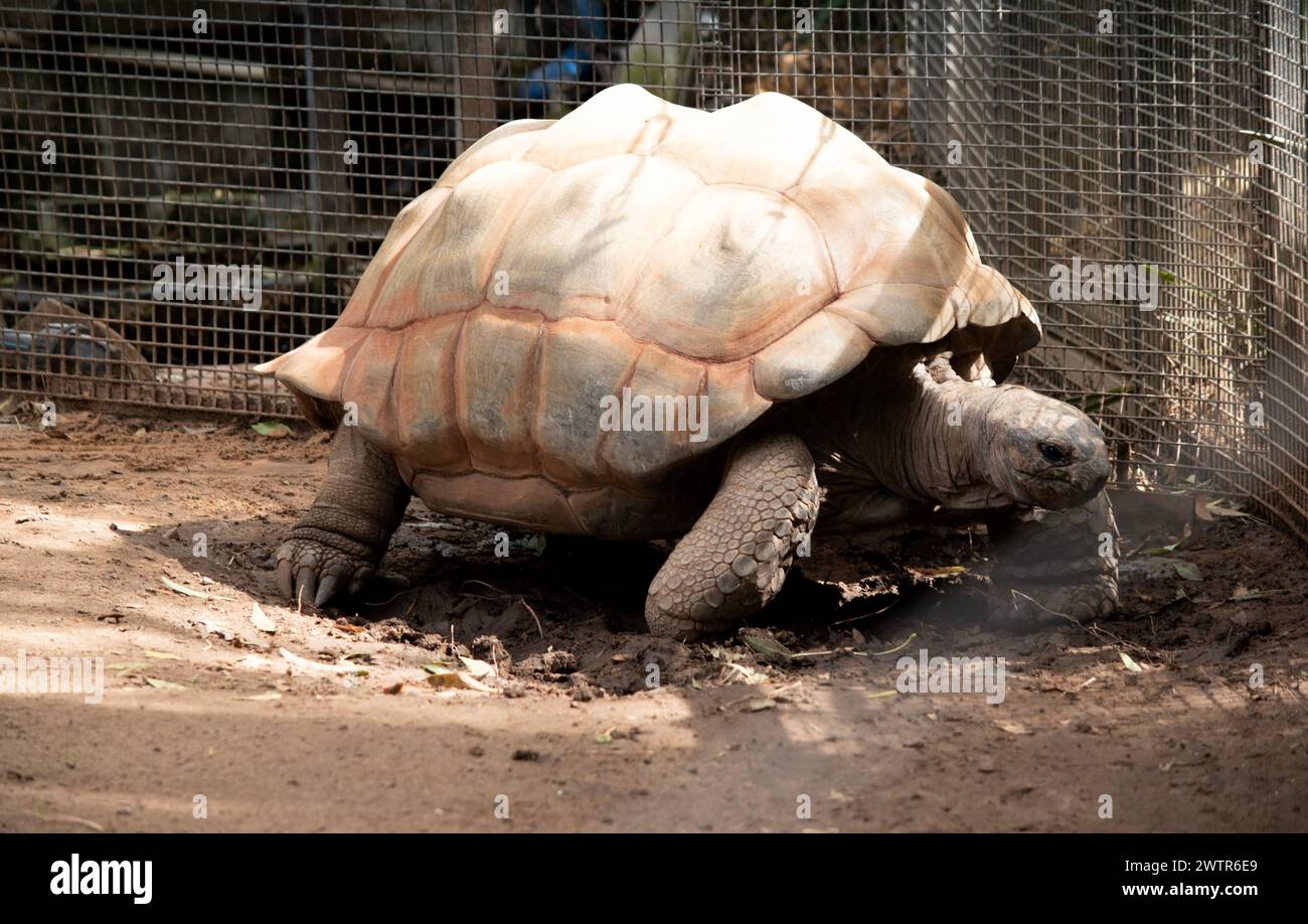 Les tortues géantes à impulsion Aldabra sont principalement actives tôt le matin et tard dans la soirée et passent le reste de la journée dans des terriers Banque D'Images