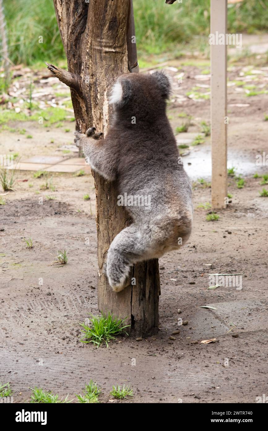 Le Koala a une grande tête ronde, de grandes oreilles de fourrure et un gros nez noir. Leur fourrure est habituellement de couleur gris-brun avec la fourrure blanche sur la poitrine, les bras intérieurs, Banque D'Images