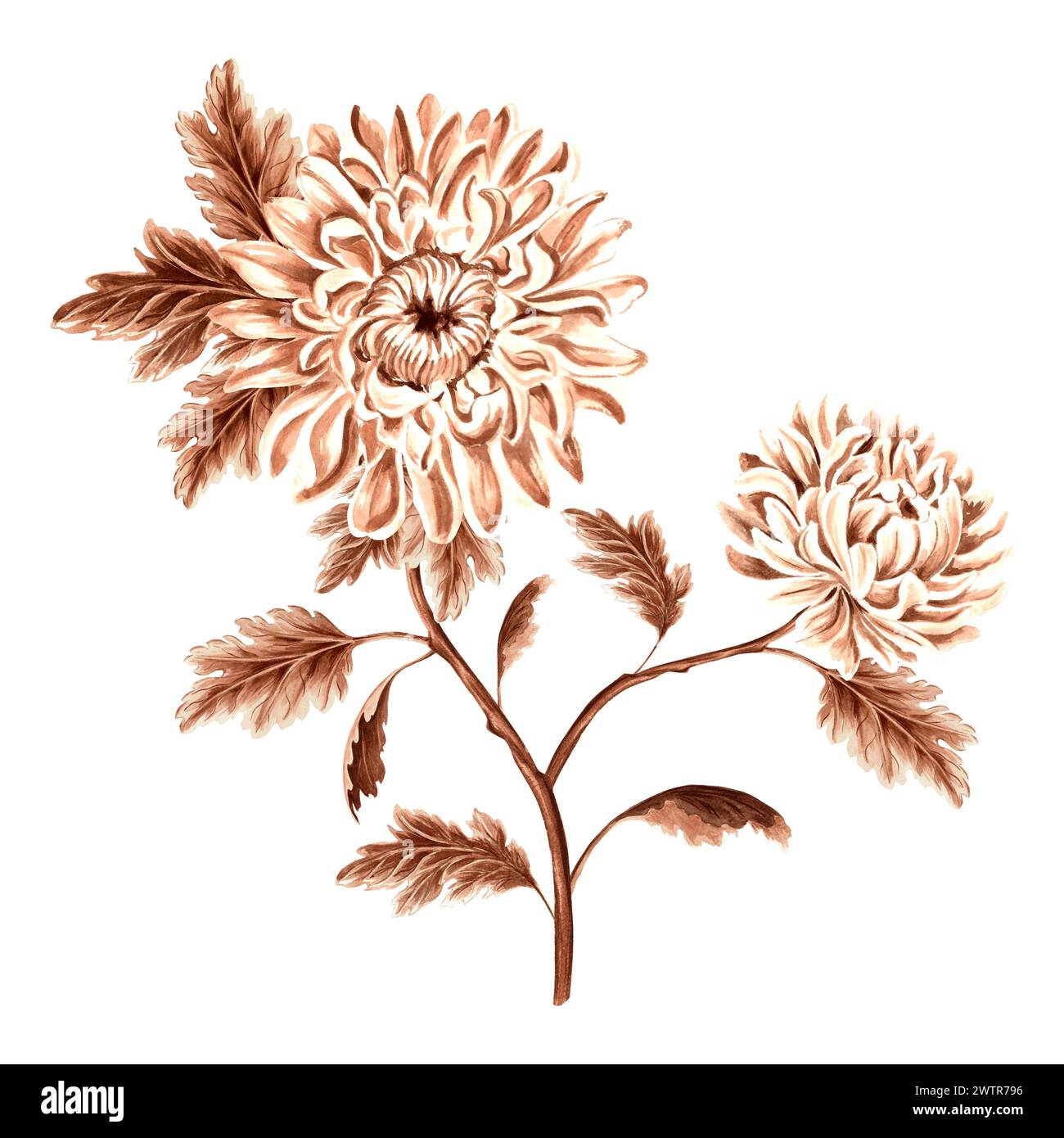 Fleur chrysanthème branche à l'aquarelle, monochrome, isolé sur fond blanc. Illustration botanique dessinée à la main couleur marron dessin floral vintage Banque D'Images