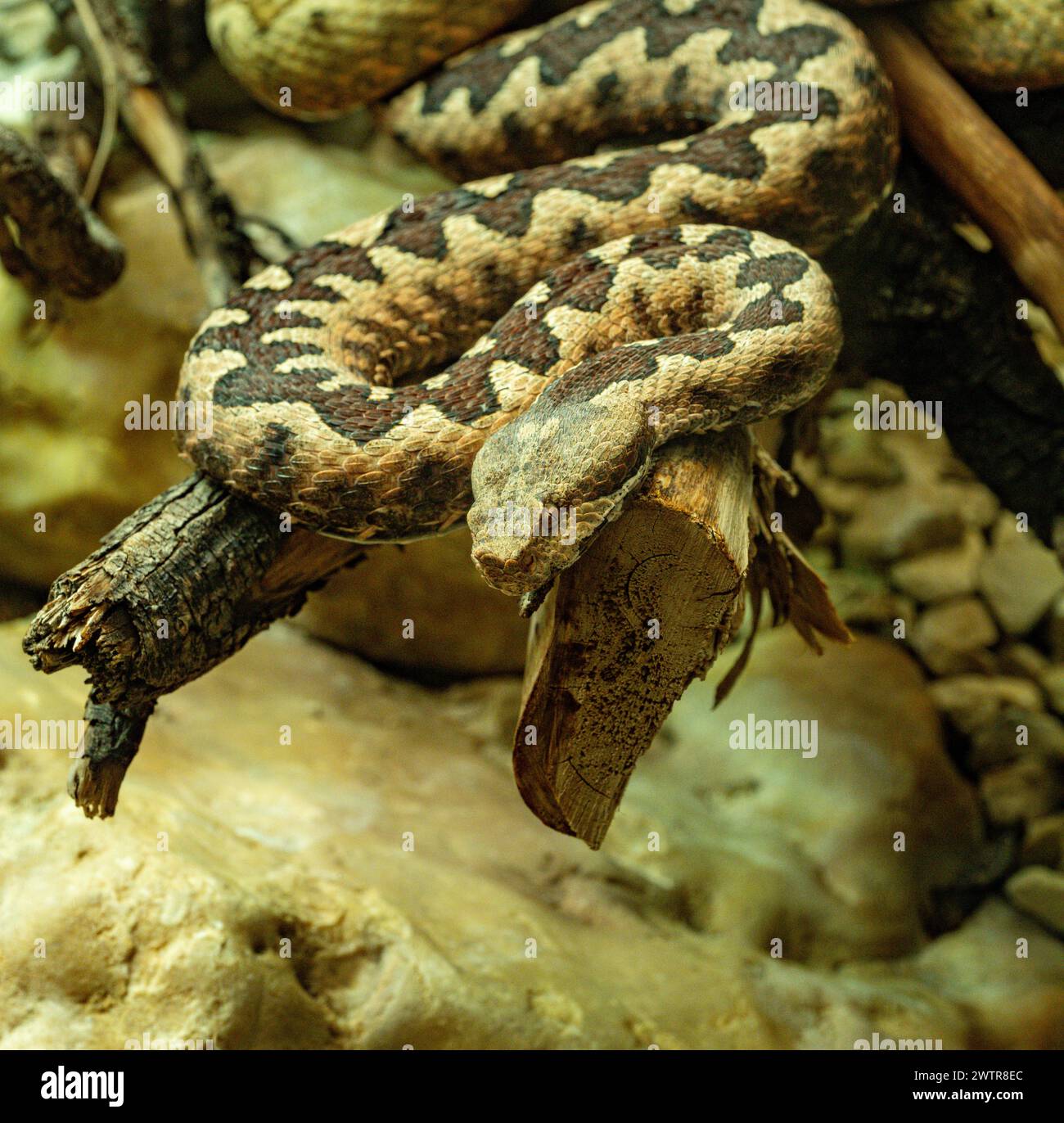 Vipère à cornes, vipère à long nez ou additionneur de sable commun (ammodytes Vipera) Banque D'Images