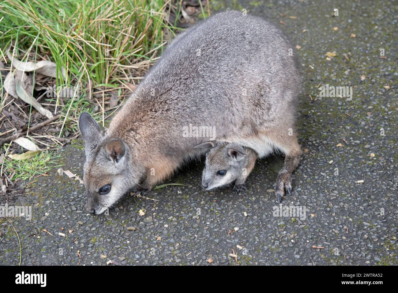 le wallaby de la grammaire a un joey dans sa poche Banque D'Images