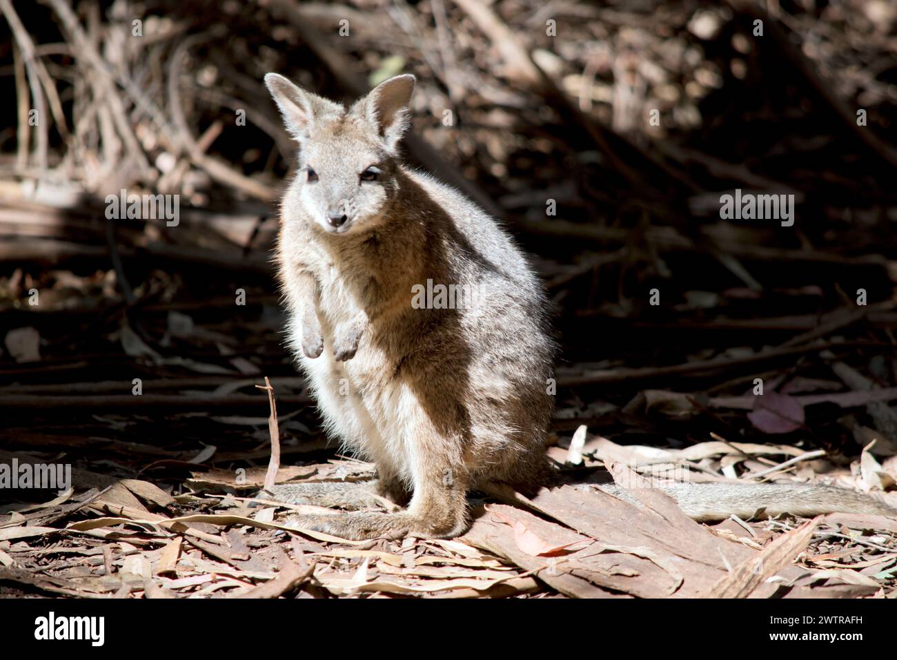 le wallaby de la grammaire a un corps gris avec des bras de bronzage et une bande blanche sur son visage. Il a un nez noir et de longs cils Banque D'Images