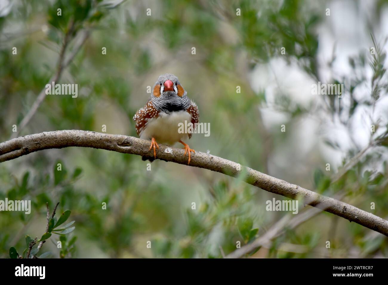 le zèbre mâle finch a un corps gris avec un blanc sous le ventre avec une queue noire et blanche. Il a des joues orange et une bande noire sur son visage Banque D'Images