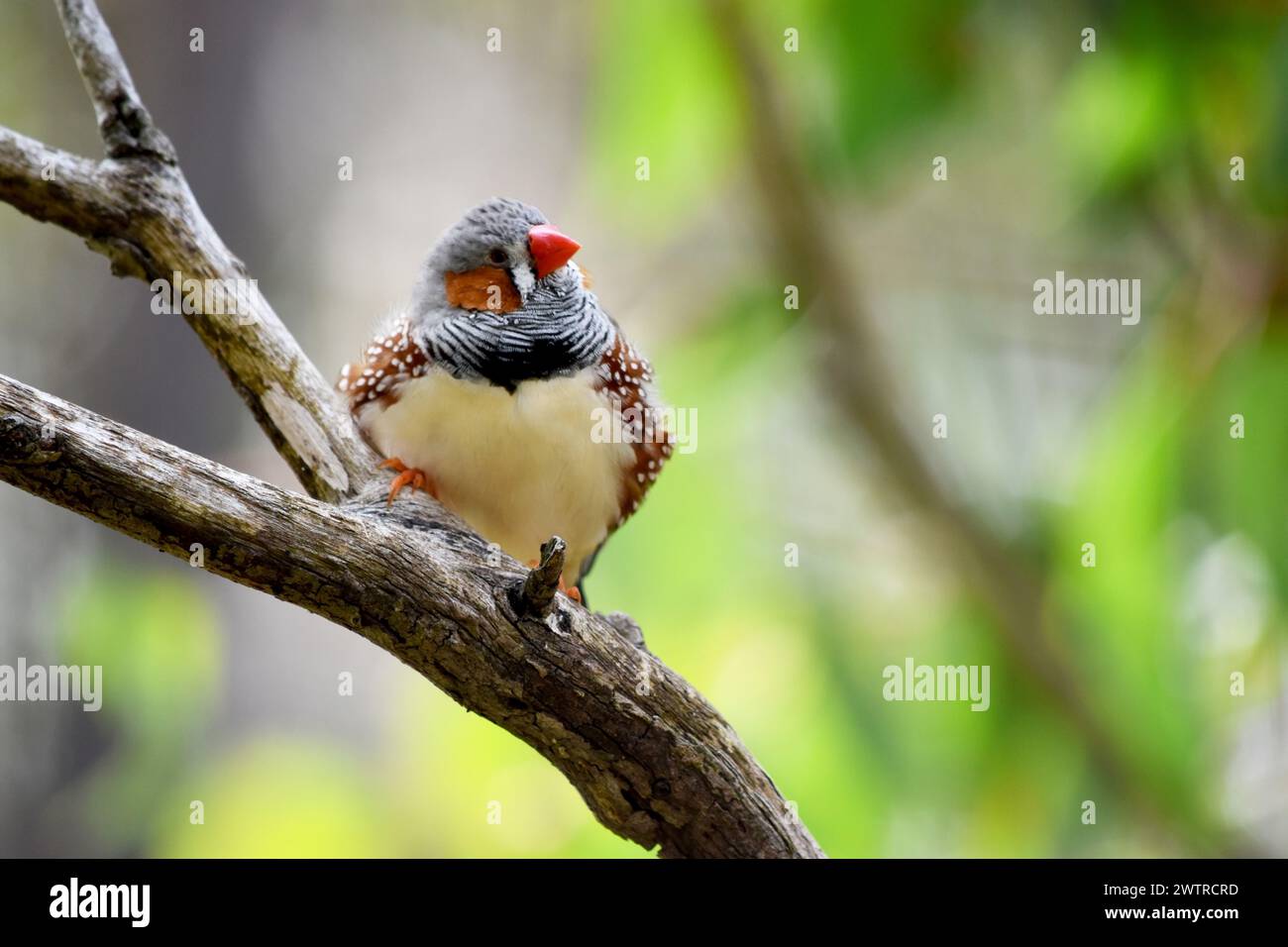 le zèbre mâle finch a un corps gris avec un blanc sous le ventre avec une queue noire et blanche. Il a des joues orange et une bande noire sur son visage Banque D'Images