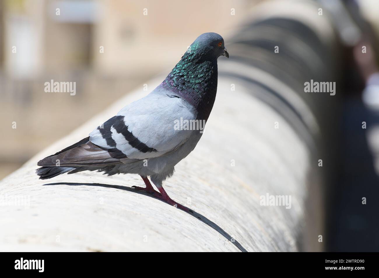 Gros plan de beau pigeon assis sur le mur. Animaux dans les zones résidentielles, ornithologie Banque D'Images