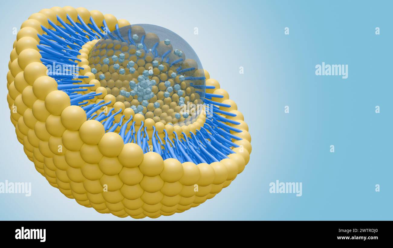 rendu 3d de nanomédecine à l'intérieur de la bicouche lipidique liposomique Banque D'Images