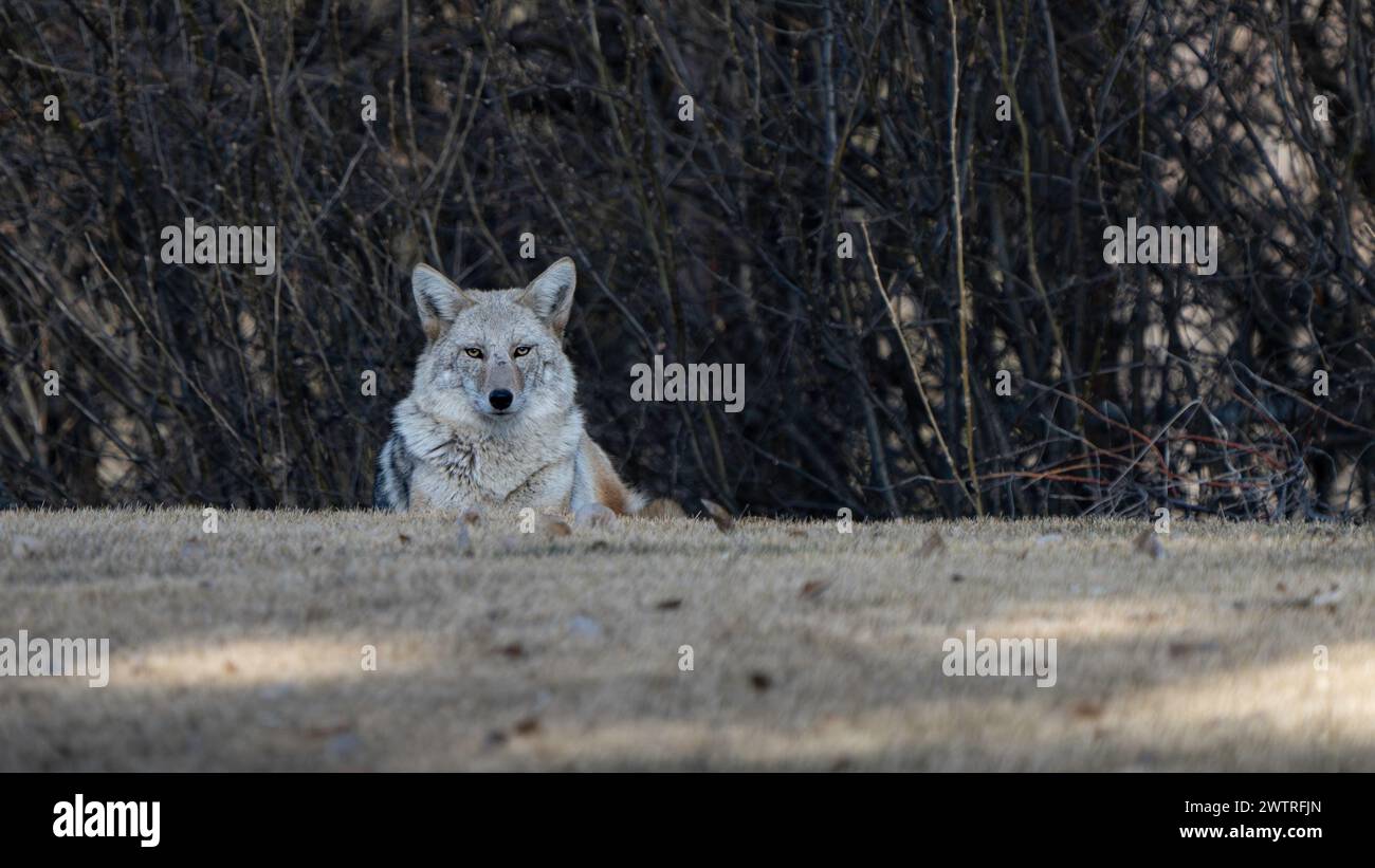 Un coyote se repose au bord d'un champ en regardant attentivement son environnement Banque D'Images