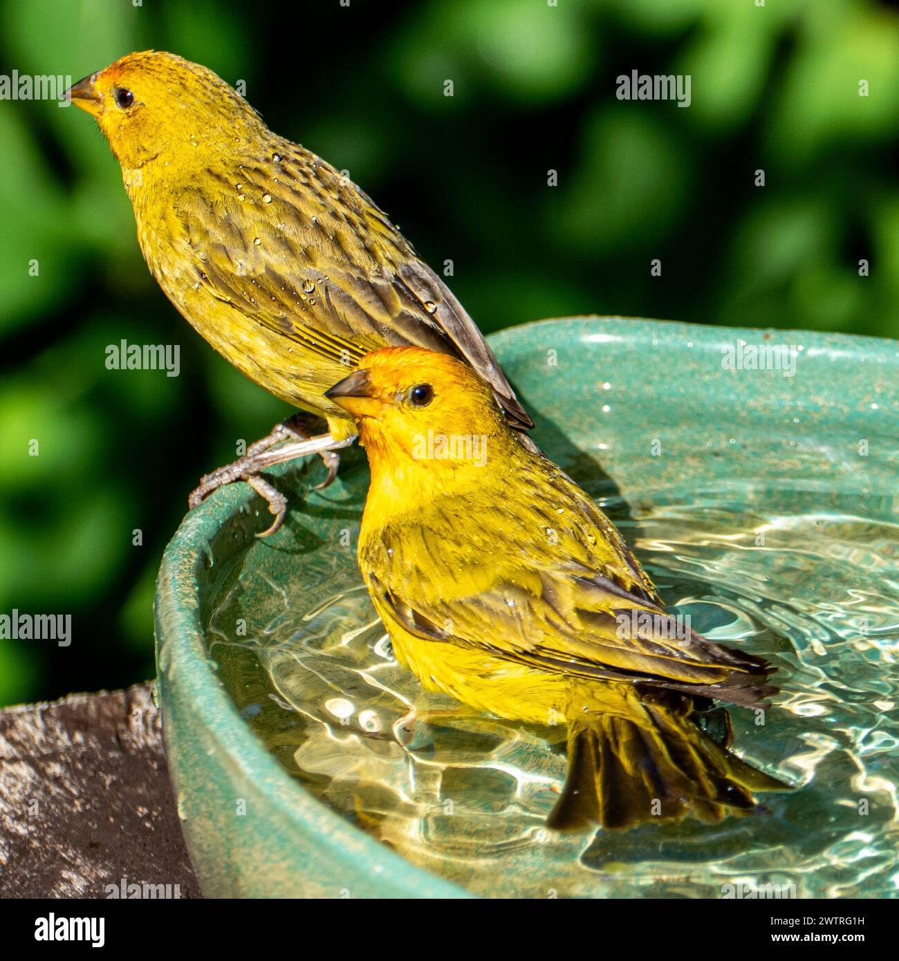 Canari atlantique, un petit oiseau sauvage brésilien. Le Crithagra flaviventris jaune canari est un petit oiseau de passereau de la famille finch. Banque D'Images