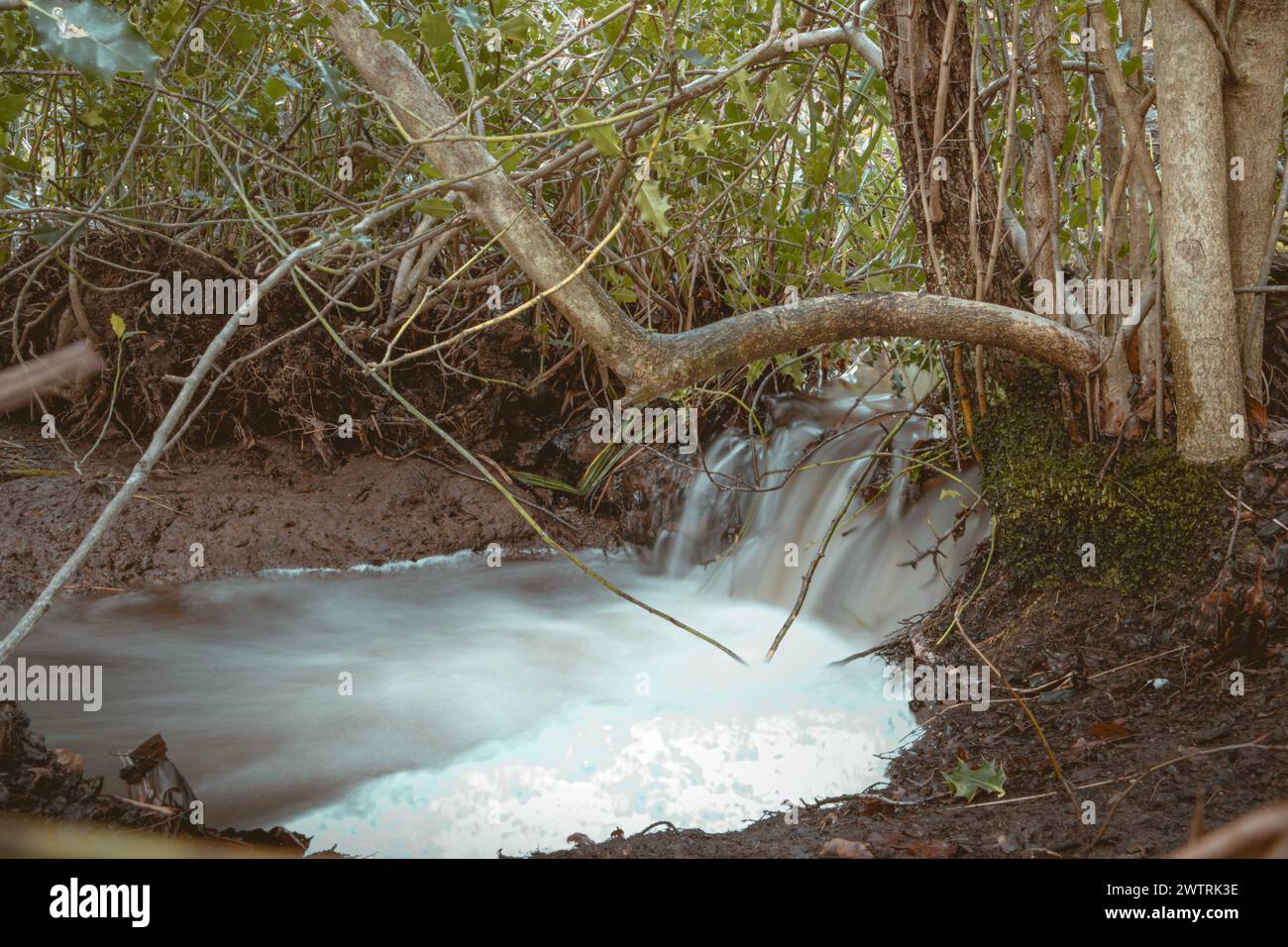 Cascade dans la forêt Banque D'Images