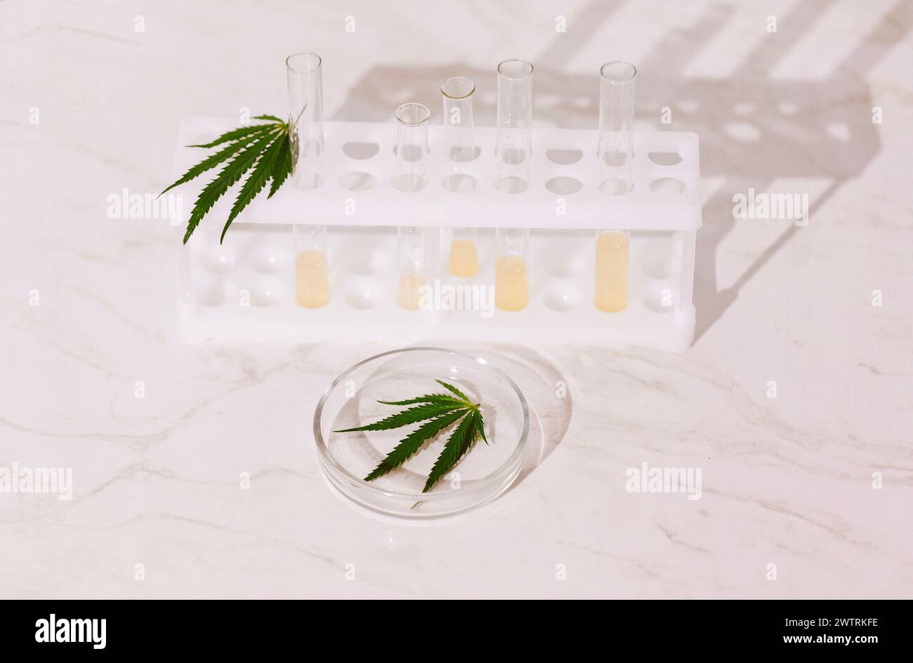 Tubes à essai de laboratoire avec liquide jaune et un récipient médical en verre rond avec une feuille de cannabis sur un fond beige. Instruments de laboratoire avec h Banque D'Images