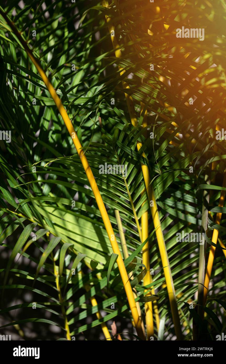 Feuilles de plantes vertes dans le fond tropique. Texture florale brillante Banque D'Images