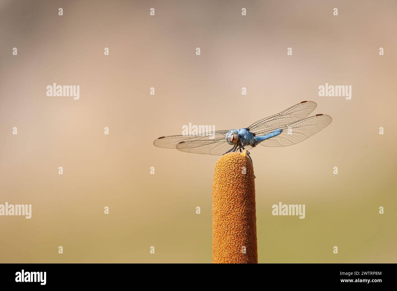 Libellule bleue, Pachydiplax longipennis. Banque D'Images