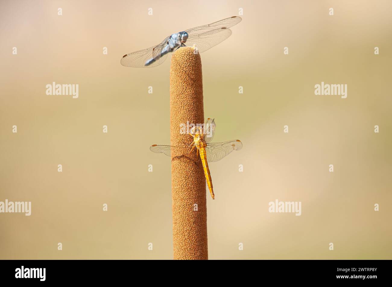 Libellule bleue et libellule jaune, Pachydiplax longipennis. Banque D'Images