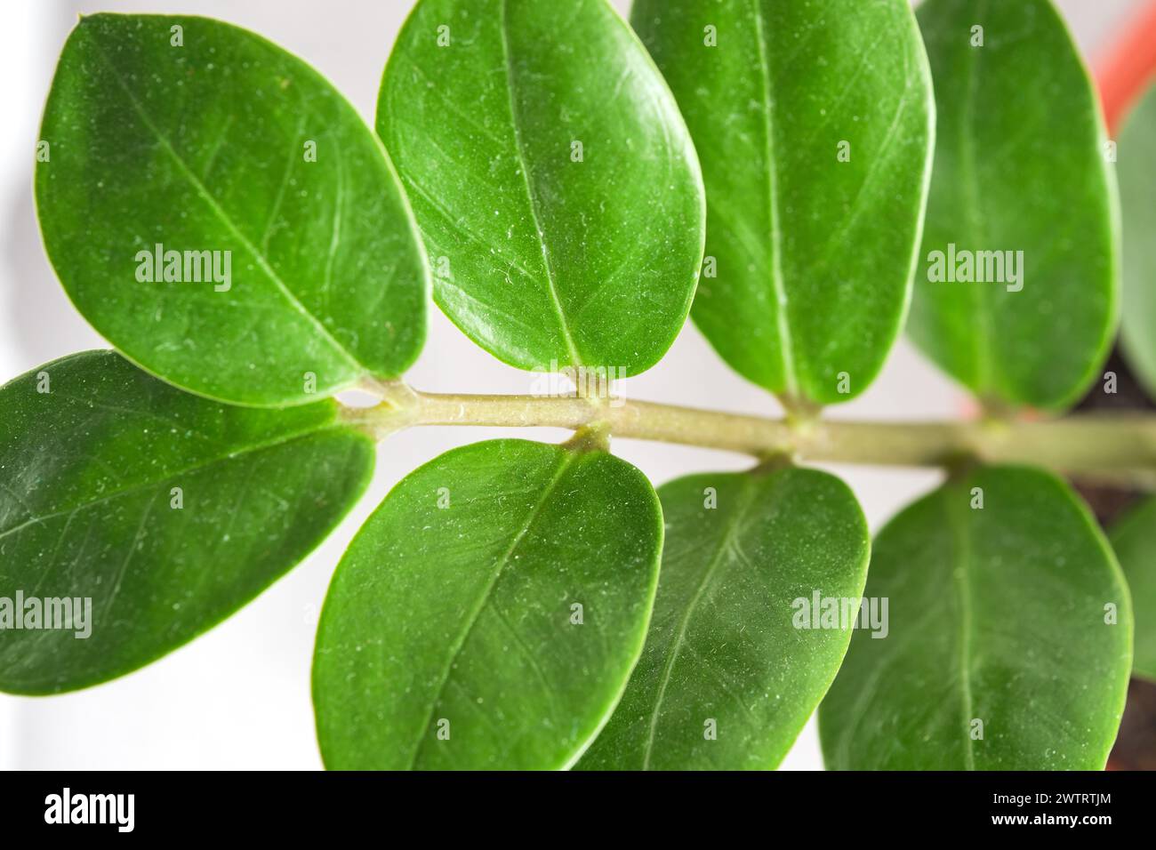 Feuillage vert d'une plante d'intérieur en gros plan Banque D'Images