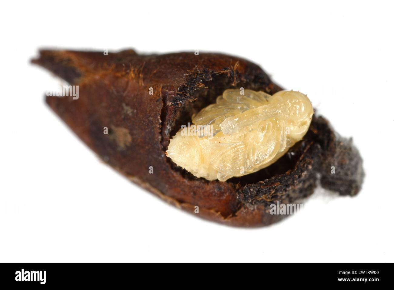 Charançon de poire ou charançon de fleur de poire (Anthonomus piri). Un ravageur des poiriers qui détruit les bourgeons. Pupa enlevé du bourgeon de fleur du poire. Banque D'Images