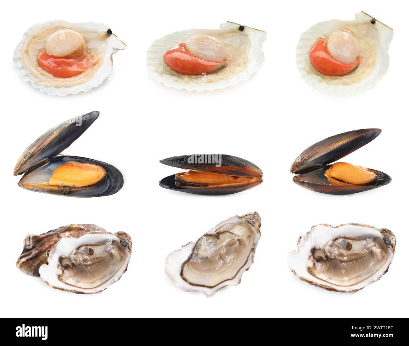 Coquilles Saint-Jacques fraîches, moules et huîtres isolées sur blanc, serties Banque D'Images