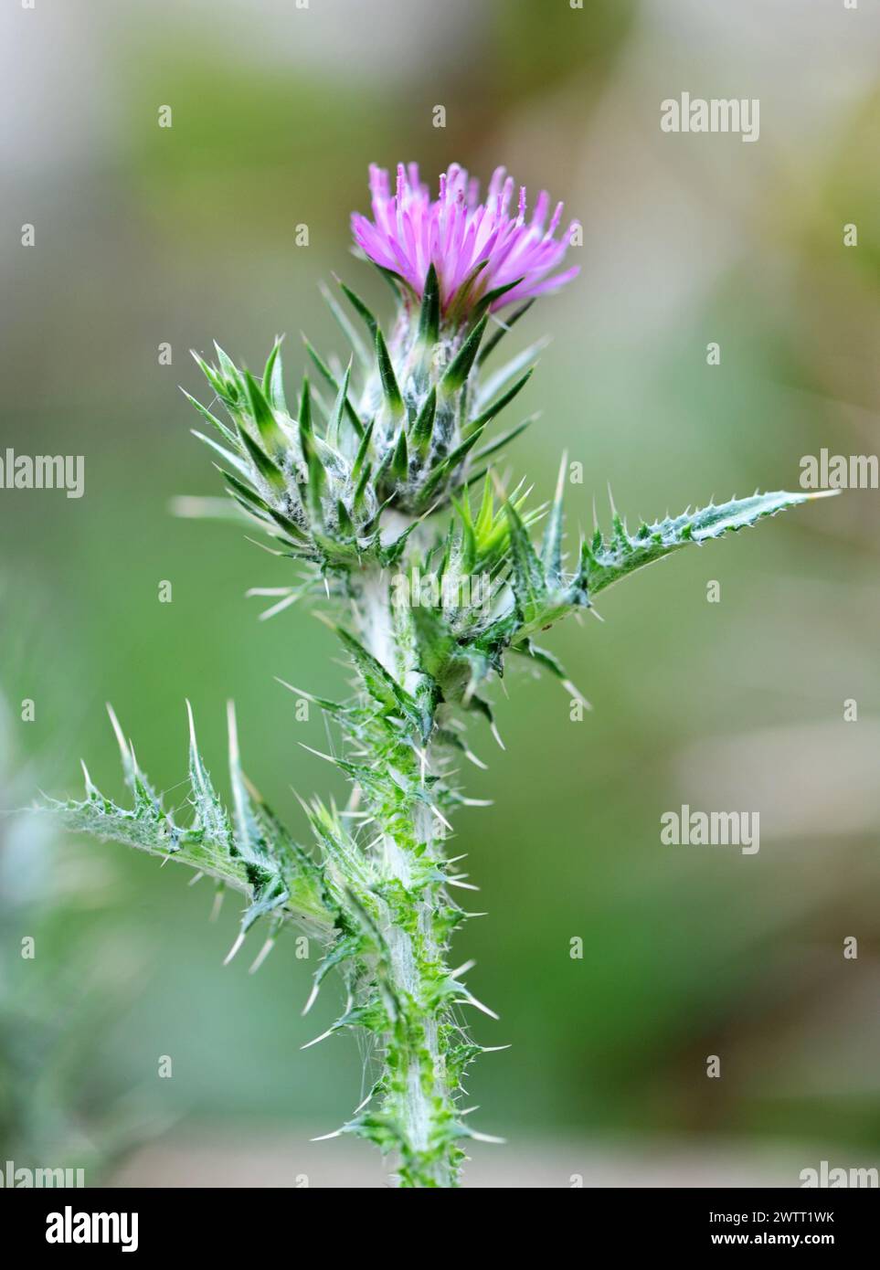 Cirsium arvense devant le fond de la nature Banque D'Images