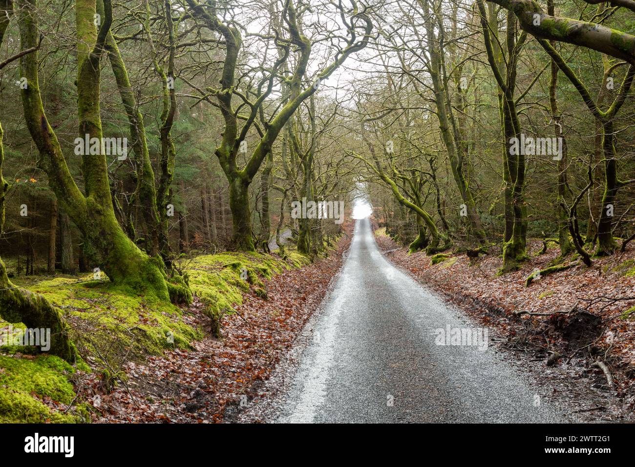 A Single Lane Road à travers Beecraigs Country Park, Linlithgow, West Lothian, Écosse Banque D'Images