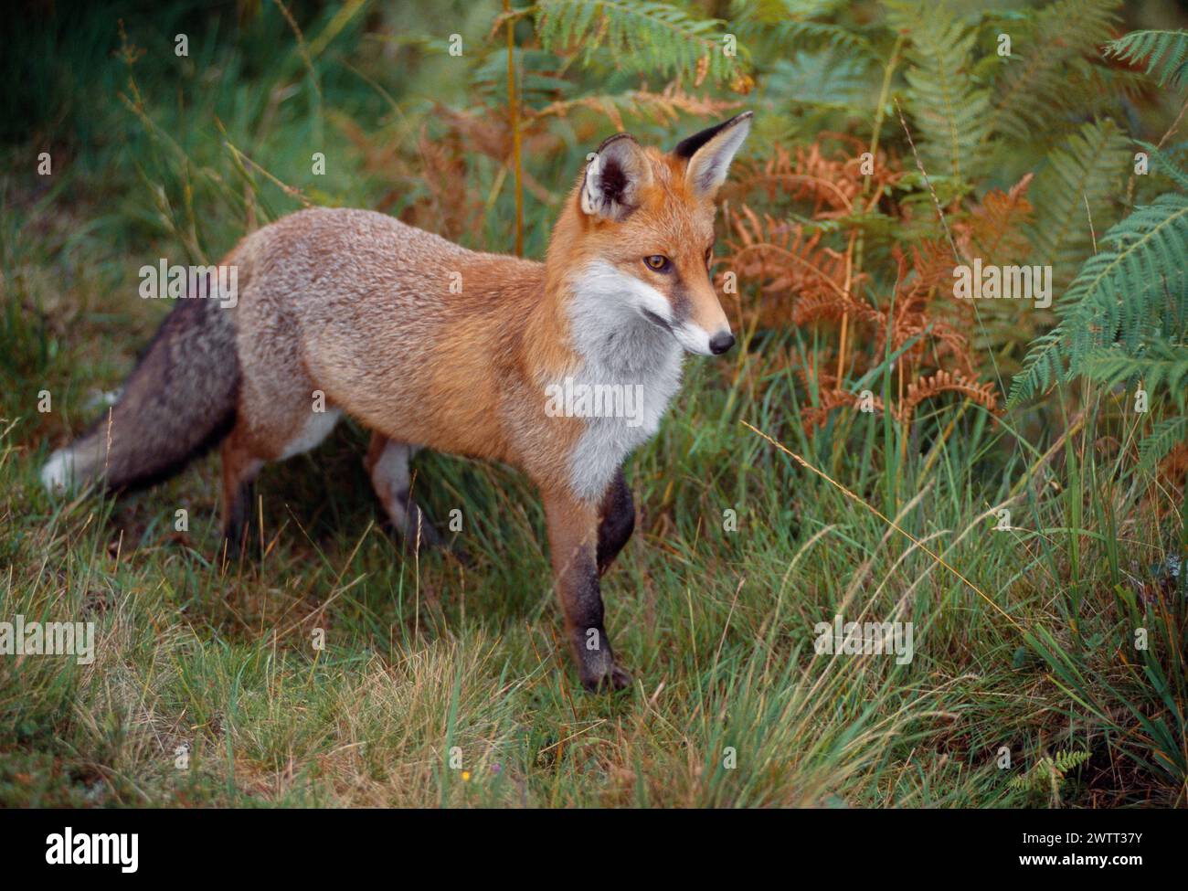 Renard roux (Vulpes vulpes), animal subadulte, semi-habitué, Loch Lomond and the Trossachs National Park, Stirlingshire, Écosse, septembre 1999 Banque D'Images