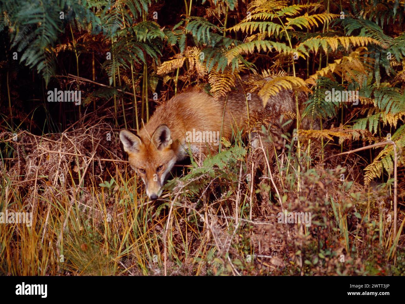 Renard roux (Vulpes vulpes), animal subadulte, semi-habitué, Loch Lomond and the Trossachs National Park, Stirlingshire, Écosse, septembre 1999 Banque D'Images