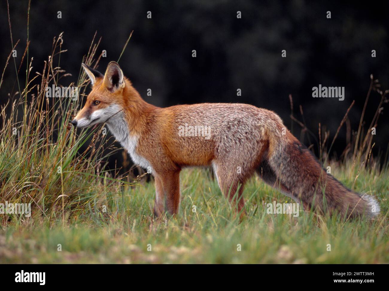 Renard roux (Vulpes vulpes), animal subadulte, semi-habitué, Loch Lomond and the Trossachs National Park, Stirlingshire, Écosse, septembre 1999 Banque D'Images