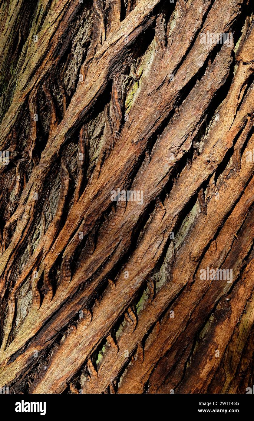 fond d'écorce de tronc d'arbre texturé Banque D'Images