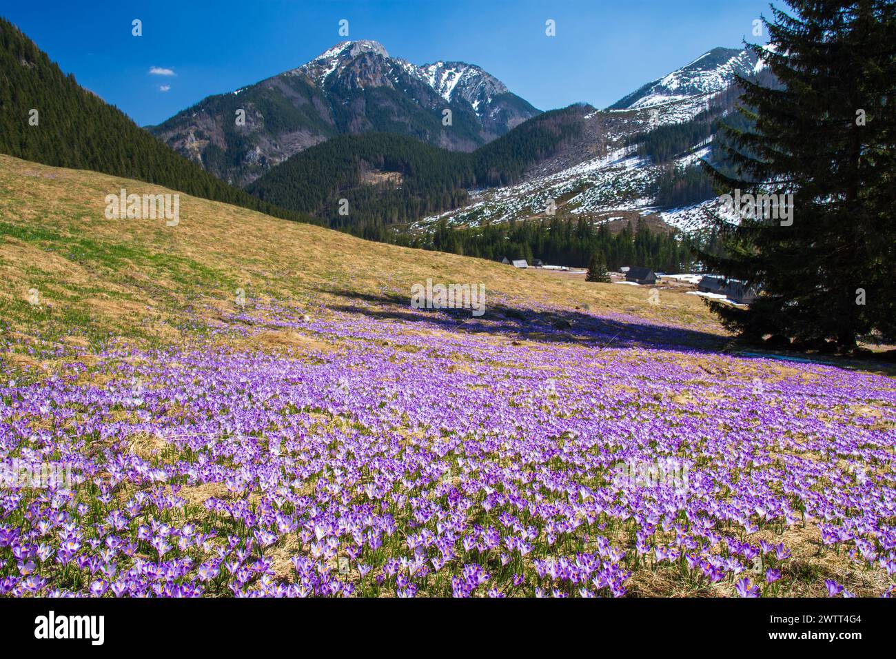 Crocus violets fleurissant sur chocholowska valey, montagnes des tatra Banque D'Images