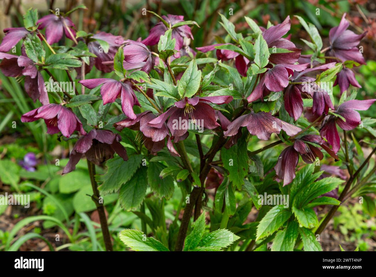 Helleborus x Hybridus 'Hello Red' - un hellebore à fleurs rouge/violet profond. Aussi connu sous le nom de Lenten Rose. Banque D'Images