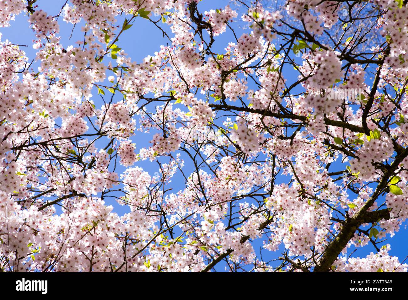 Fleur de printemps blanche sur un grand arbre de jardin ornemental avec ciel bleu. Banque D'Images Fleur de printemps blanche sur un grand arbre de jardin ornemental avec ciel bleu. Banque D'Images