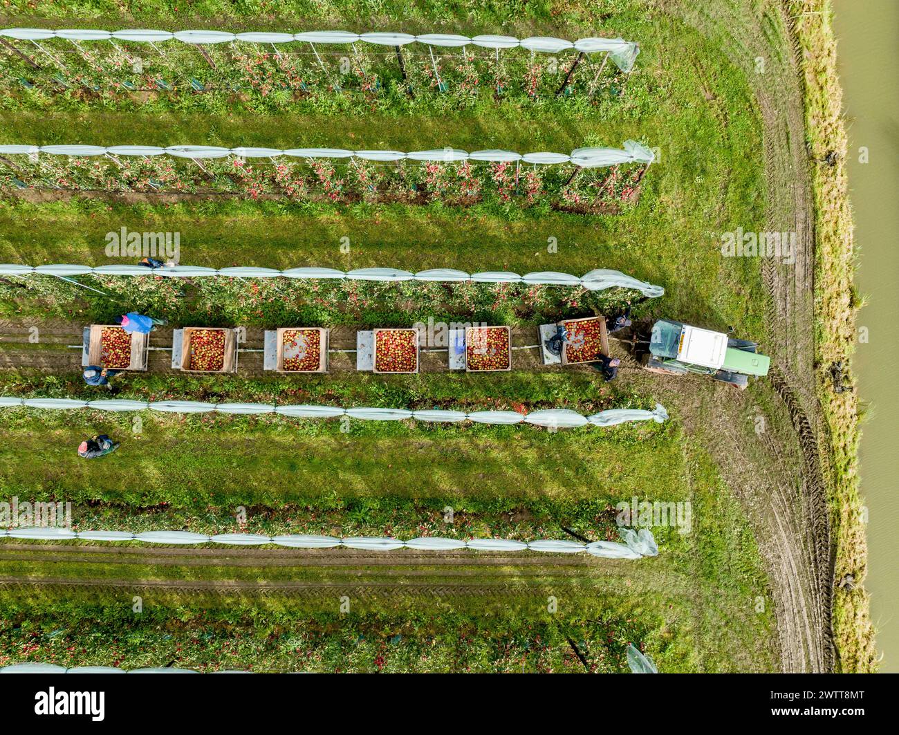 Récolte des pommes dans le verger par le haut Banque D'Images