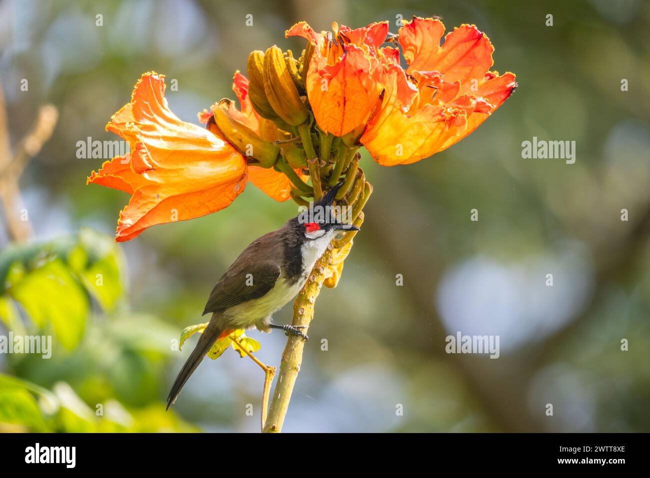 Bulbul à moussettes rouges - Pycnonotus jocosus, bel oiseau perché coloré des forêts, buissons et jardins d'Asie du Sud, réserve de tigres de Nagarahole, Ind Banque D'Images