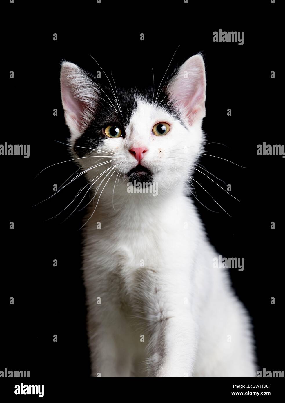 Mignon chat noir et blanc Banque D'Images