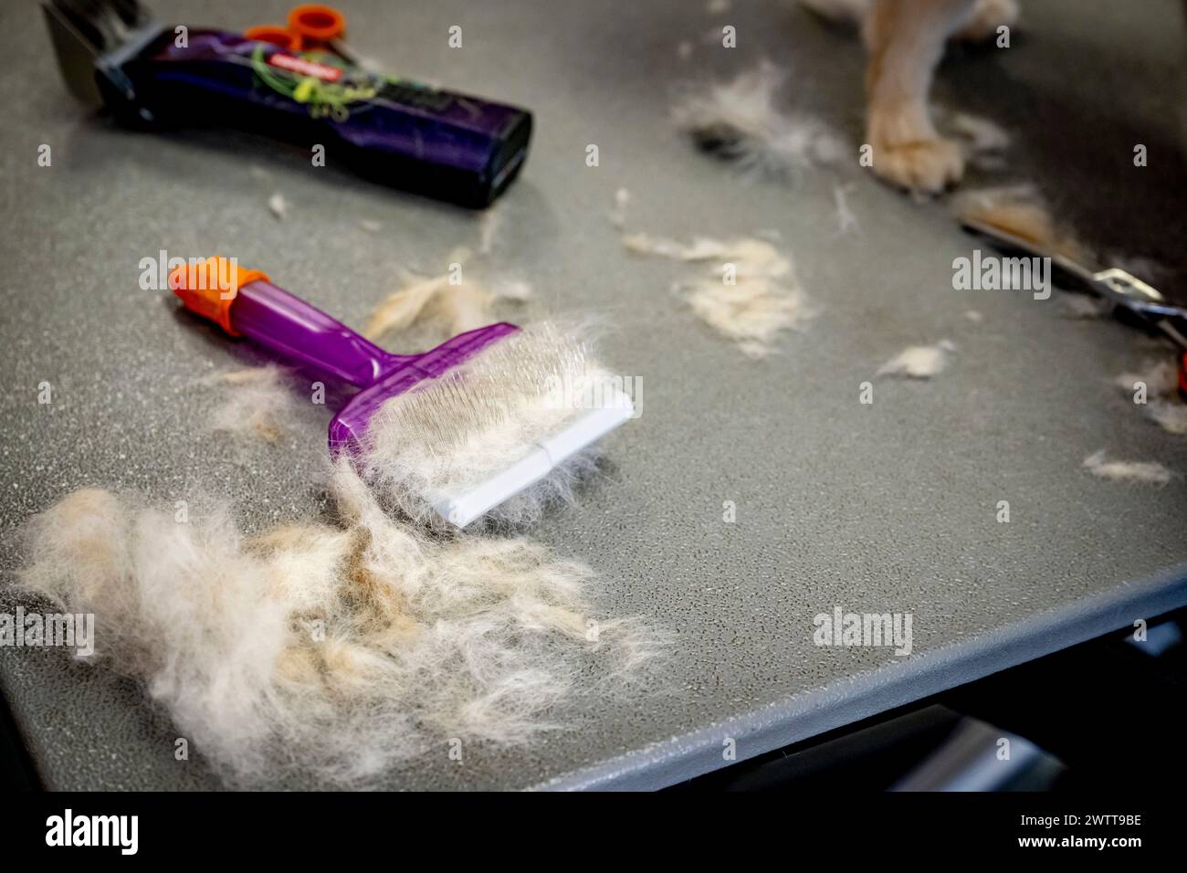 Une station de toilettage pour animaux de compagnie après coupe avec des coupures de fourrure dispersées autour des outils de toilettage. Banque D'Images