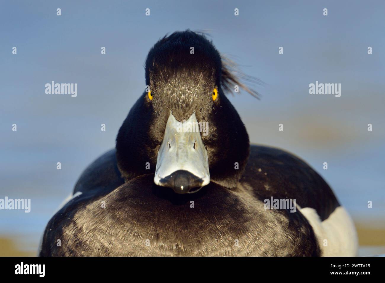 Canard touffeté ( Aythya fuligula ), regardant sérieusement le mâle, nage près en position frontale, contact direct avec les yeux, espèce indigène assez commune, Europe. Banque D'Images