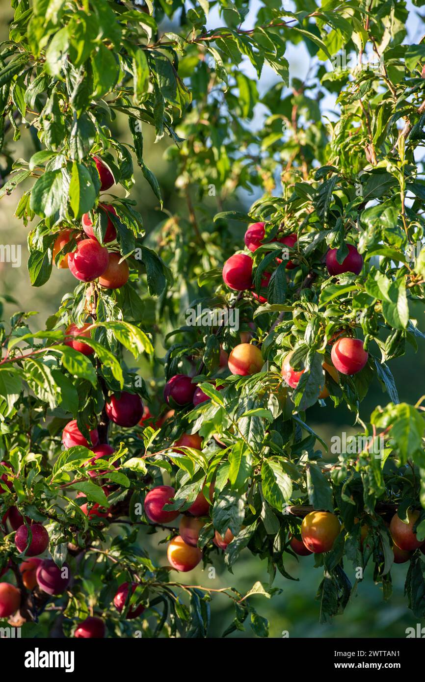 Pommes mûres prêtes pour la récolte par une journée ensoleillée. Banque D'Images