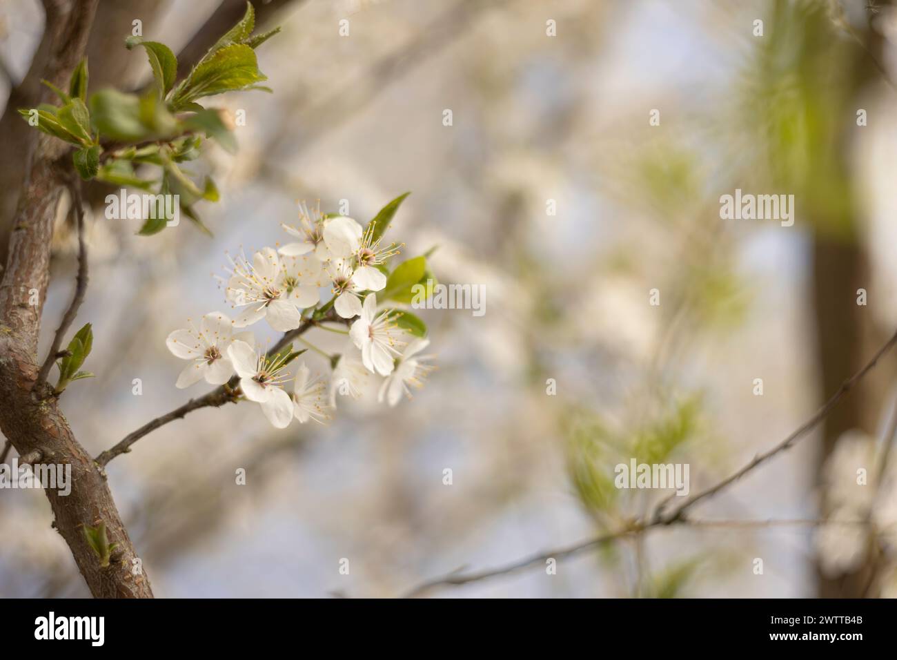 Une branche avec des fleurs blanches se détache sur un ciel bleu vif dans la vallée du Pô, en Italie. Banque D'Images