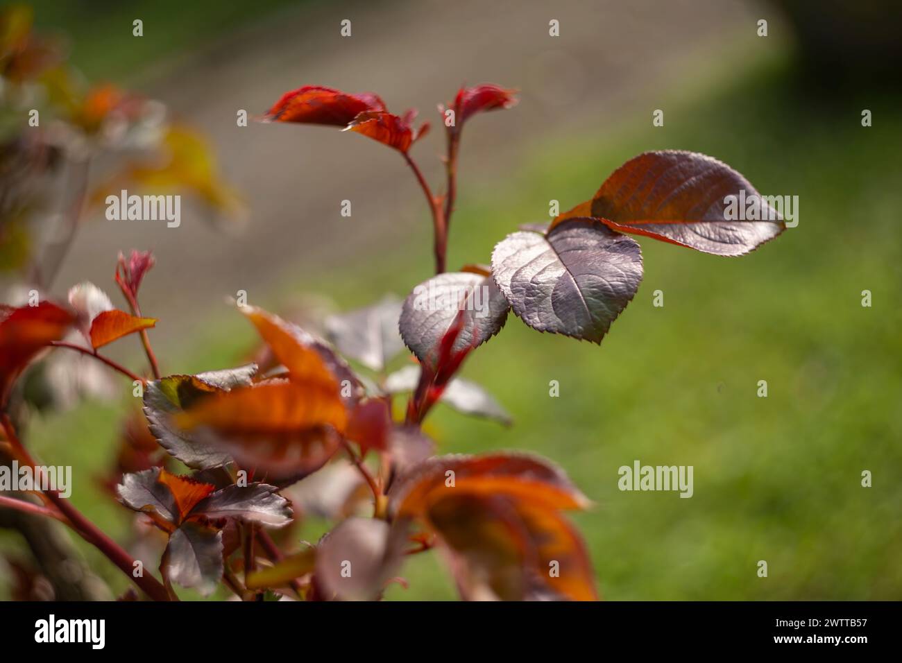 Vue détaillée d'une plante aux feuilles rouges et blanches éclatantes, mettant en valeur ses couleurs et textures uniques. Banque D'Images