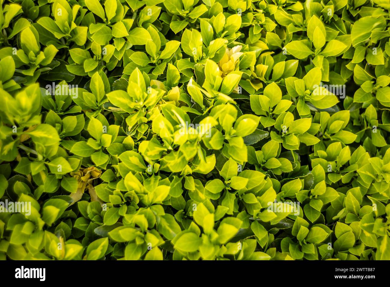 Vue détaillée d'un buisson avec des feuilles vertes vibrantes, mettant en valeur la beauté de la nature dans la vallée du Pô, en Italie. Banque D'Images