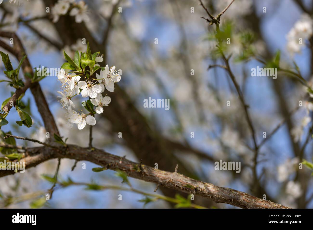 Détail de fleurs blanches fleurissant sur une branche d'arbre dans la vallée du Pô, Italie. Banque D'Images